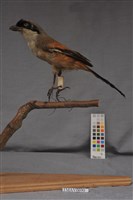 藏品(棕背伯勞)的圖片